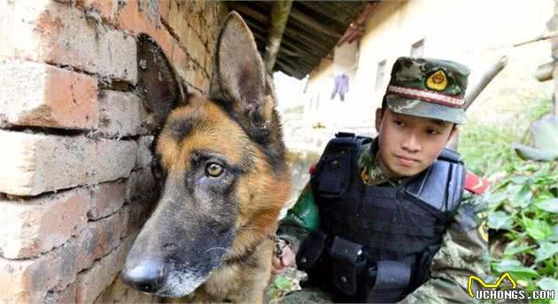 中国正在征用的5种军警犬，每一只都是保家卫国的能手