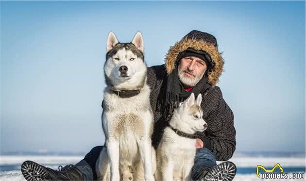 打过仗，当过雪地王者，历史上的哈士奇跟你认识得不一样