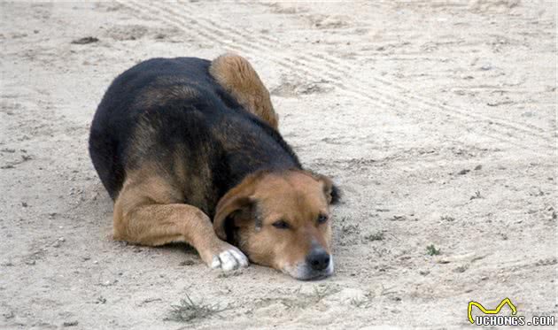 犬排便疼痛可能是哪些原因引起的？如何不及时治疗会发生什么？