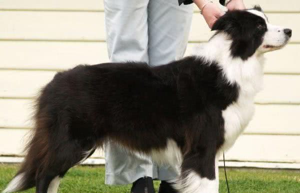 边境牧羊犬不仅好喂养，而且它的日常护理也很简单