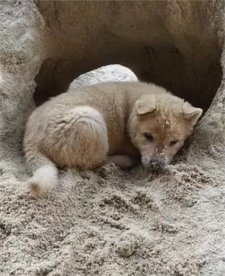 女子看狗狗在刨土没在意，没想到狗狗给自己造了个窝：豪宅借住吗