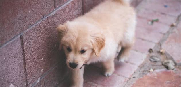 盘点世界最名贵的十大狗犬种排行榜，藏獒只排第三