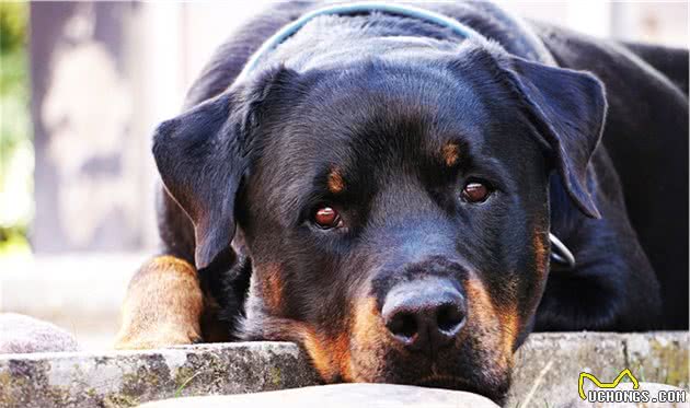 盘点世界最名贵的十大狗犬种排行榜，藏獒只排第三