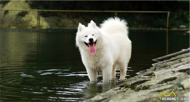 盘点世界最名贵的十大狗犬种排行榜，藏獒只排第三