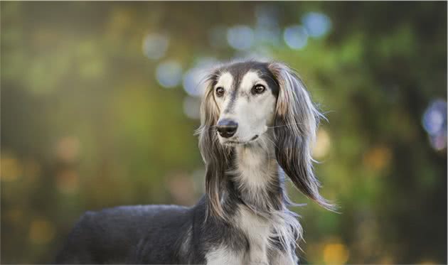 盘点世界最名贵的十大狗犬种排行榜，藏獒只排第三