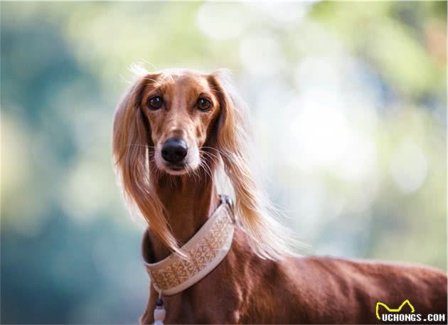 盘点世界最名贵的十大狗犬种排行榜，藏獒只排第三