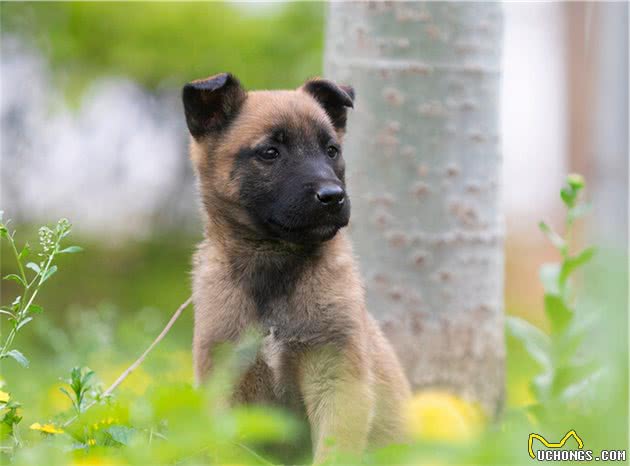 如何挑到合适的马犬？6个“小技巧”教给你