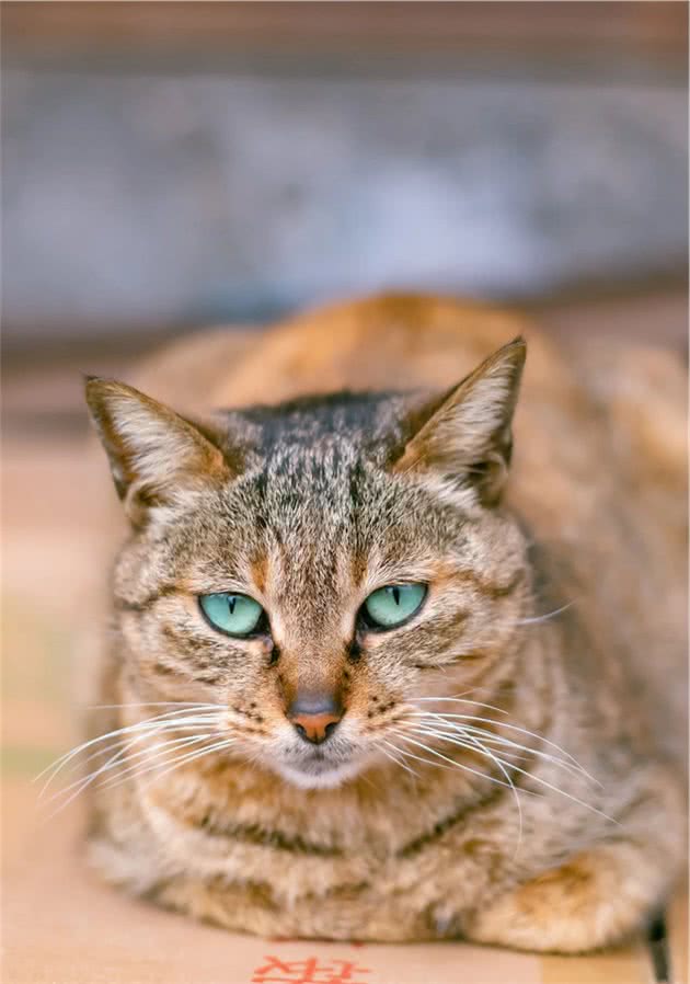 那些自带“翡翠”的猫猫们，可太好看了