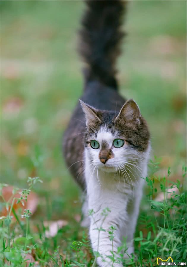 那些自带“翡翠”的猫猫们，可太好看了