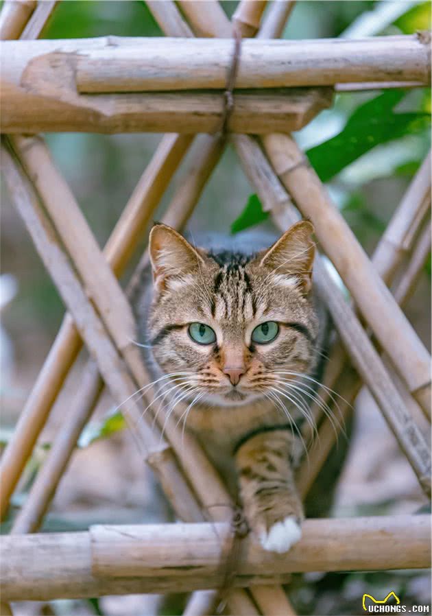 那些自带“翡翠”的猫猫们，可太好看了