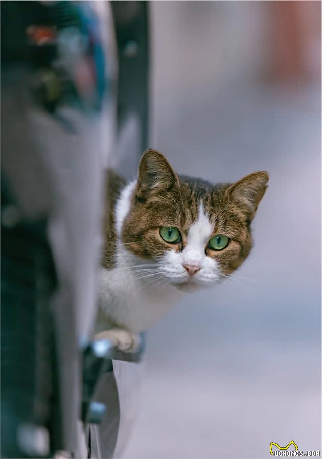 那些自带“翡翠”的猫猫们，可太好看了