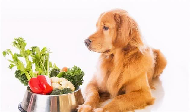 宠物狗的杀手食品不少，人类饭菜未必适合狗，狗主子们喂狗需谨慎