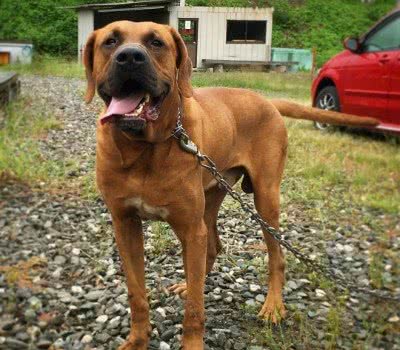 因杀伤力太大，需要培训考核，才能饲养的猛犬，斗犬中的常胜建军