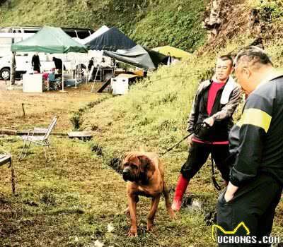 因杀伤力太大，需要培训考核，才能饲养的猛犬，斗犬中的常胜建军