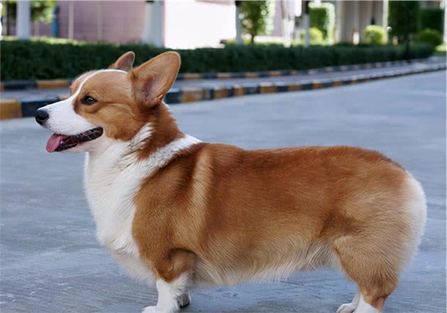 柯基犬聪明吗短腿萌宠很可爱