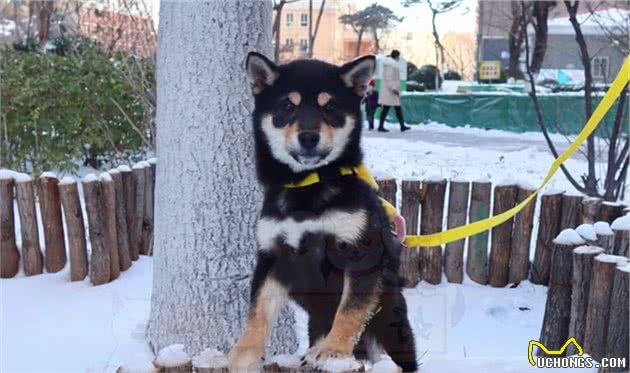 柴犬幼犬到家前家长该准备什么