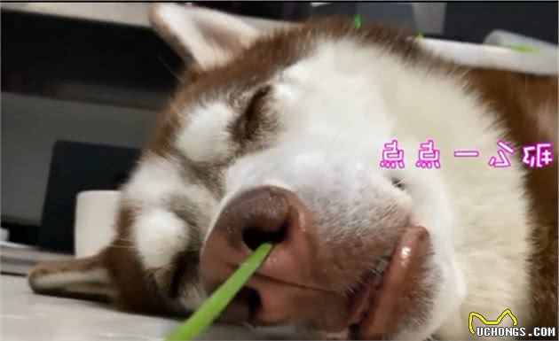 狗鼻子插小葱，超强灵敏度，可被评为社会贡献犬