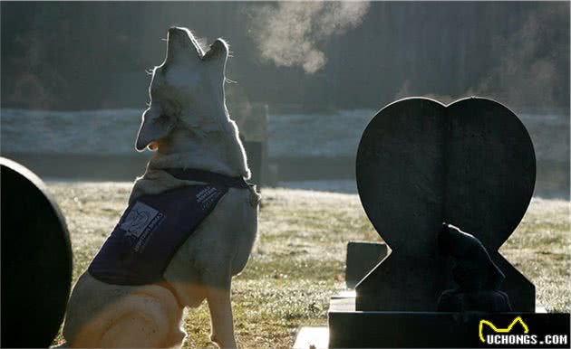 泪奔！一只因病被遗弃的比特犬，终于在最后阶段得到了温暖的家