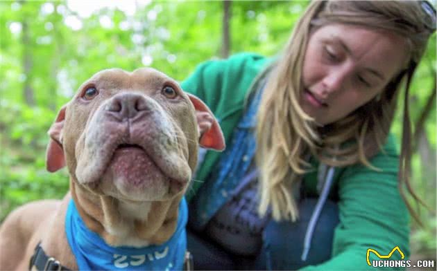 泪奔！一只因病被遗弃的比特犬，终于在最后阶段得到了温暖的家