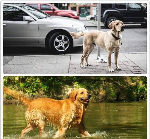 拉布拉多犬和金毛犬，你还傻傻的分不清楚么？