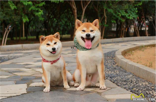 日本纯种柴犬的性格简介