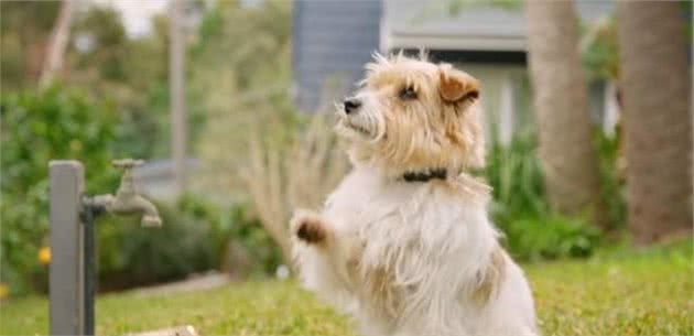 给犬主人一点干货，好狗子是饿出来的，运作起来还是应科学应对