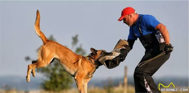 犬种如此多，凭啥这7种犬能突围进入军警犬行列