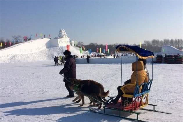 狗狗拉雪橇，超重负荷活活被累死，有人眼里“应该的”！