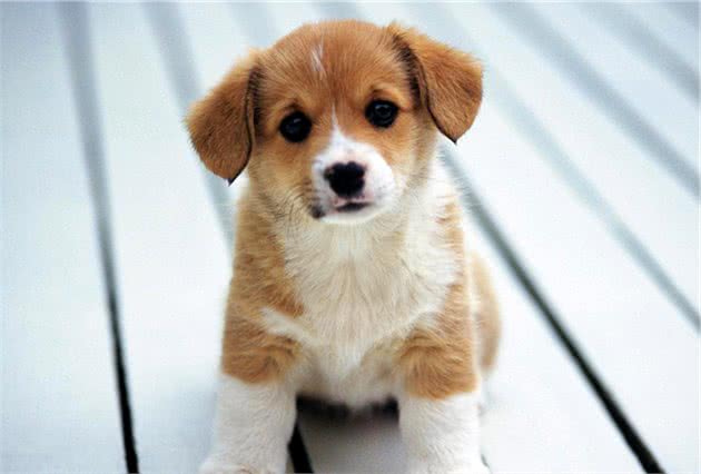 狗狗这样的表现,说明它患上了“社交恐惧症”