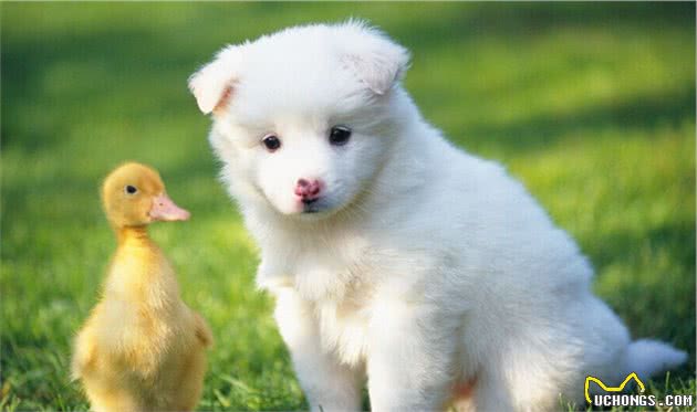 狗狗这样的表现,说明它患上了“社交恐惧症”