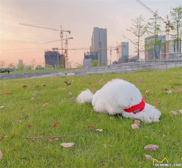 比熊犬很可爱，但是有5个缺点，不知道你能不能接受？