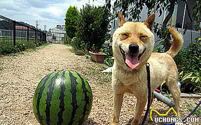 超稀有的“山阴柴犬”真的很可爱：长得既像美猴王又像山羊