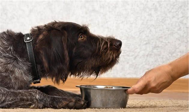 了解幼犬对卡路里的能量需求，要先从狗粮开始