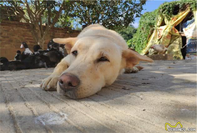 了解幼犬对卡路里的能量需求，要先从狗粮开始