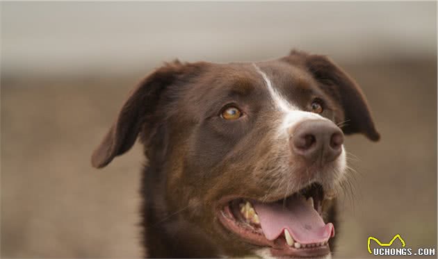 了解幼犬对卡路里的能量需求，要先从狗粮开始