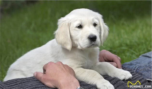 了解幼犬对卡路里的能量需求，要先从狗粮开始