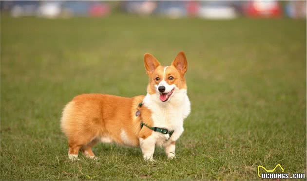 了解幼犬对卡路里的能量需求，要先从狗粮开始