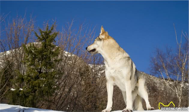 了解幼犬对卡路里的能量需求，要先从狗粮开始