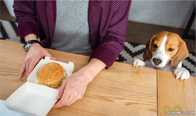 了解幼犬对卡路里的能量需求，要先从狗粮开始