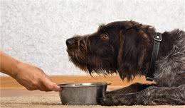 了解幼犬对卡路里的能量需求，要先从狗粮开始