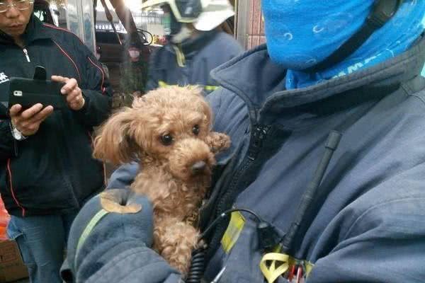 事实证明：泰迪犬最怕的还是这5样东西