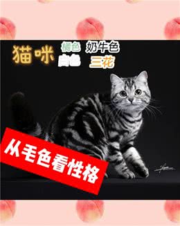 猫咪的毛色决定了它的性格，你家猫是什么色？