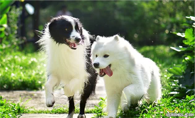 边牧能当警犬吗？告诉你六点“真相”