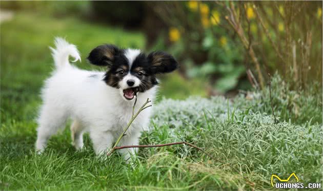 饲养蝴蝶犬，这几个误区，至今还有人犯