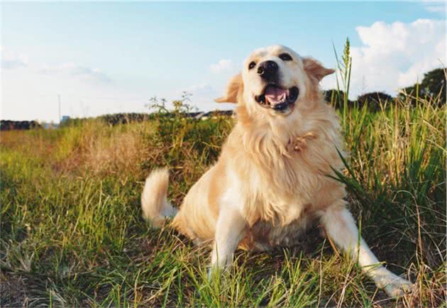 金毛犬很“危险”，我劝你不要养，不然和我一样后悔莫及！