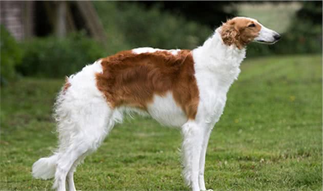 寻根问祖系列（124）：俄罗斯猎狼犬（Borzoi）