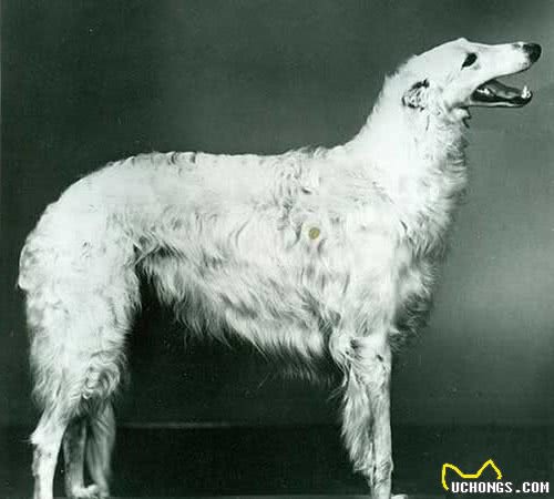 寻根问祖系列（124）：俄罗斯猎狼犬（Borzoi）