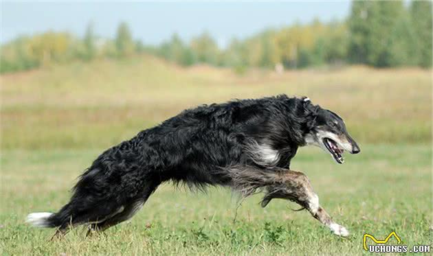 寻根问祖系列（124）：俄罗斯猎狼犬（Borzoi）