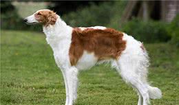 寻根问祖系列（124）：俄罗斯猎狼犬（Borzoi）