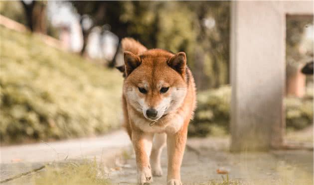 狗狗也有情绪，如果它对你做出这5种行为，就说明对主人很失望